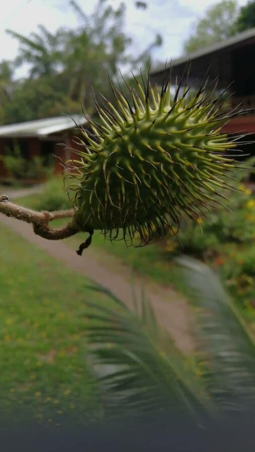 Allamanda viola 4