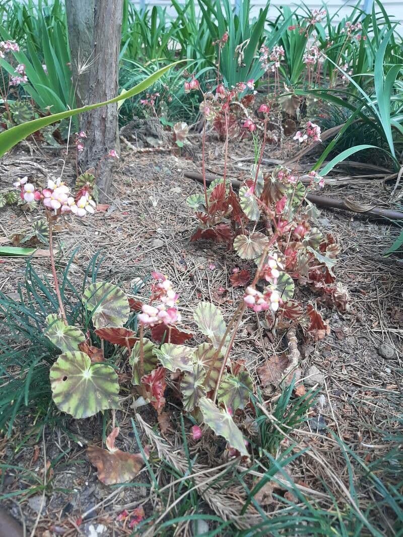 Begonia 7