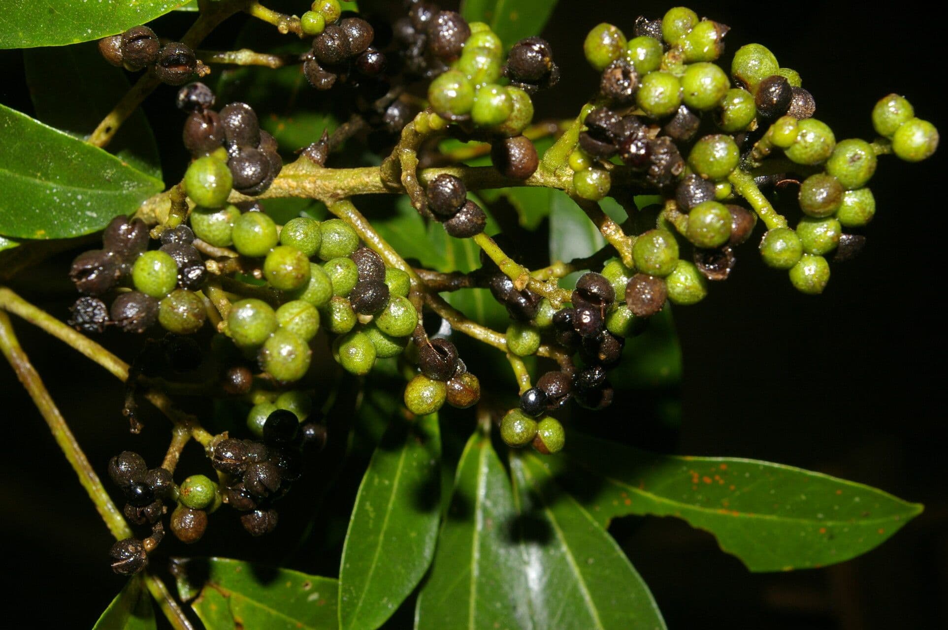 Zanthoxylum 6
