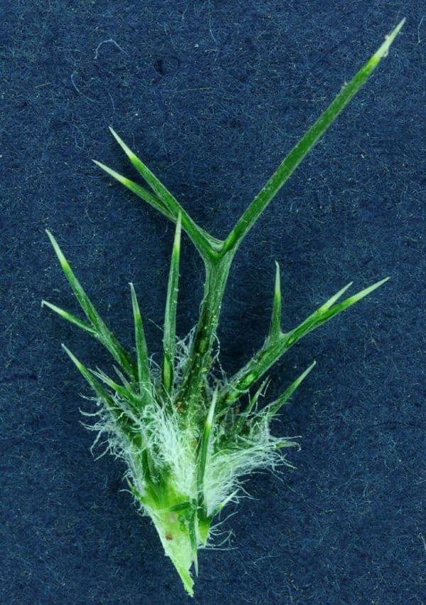 Needleleaf navarretia 4