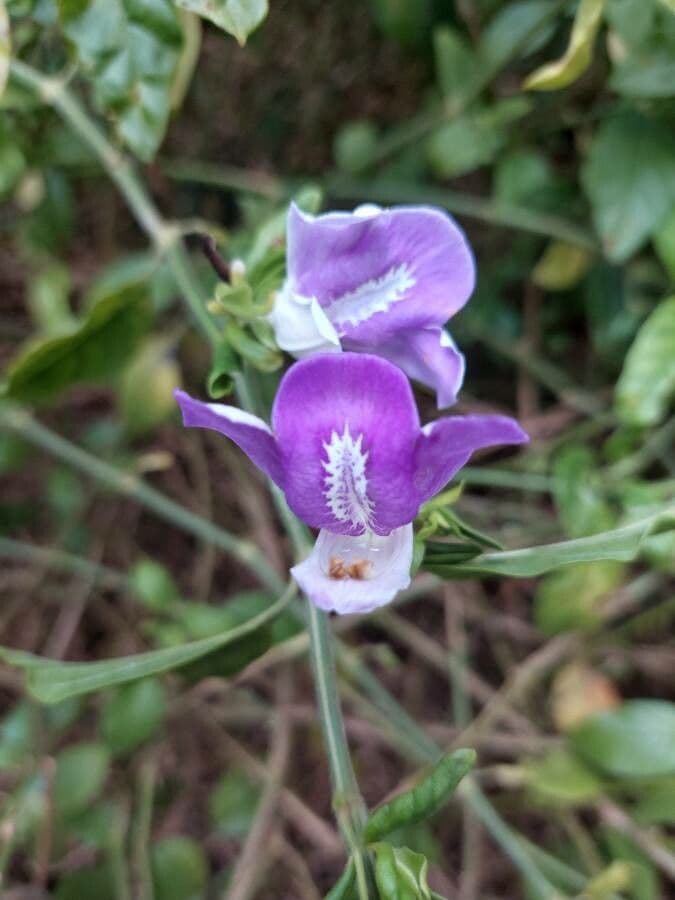 Clistax brasiliana