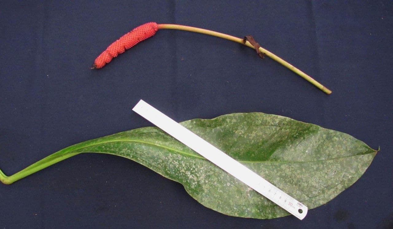 Anthurium 20