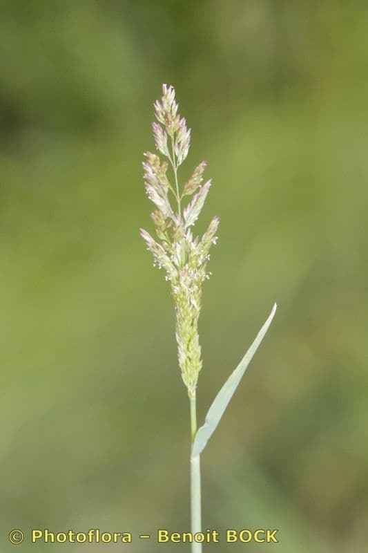 Grünes Bartgras 7
