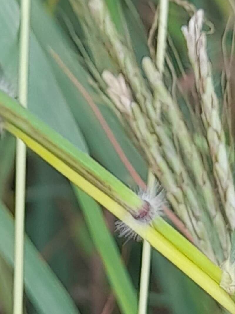 Dichanthium annulatum 18