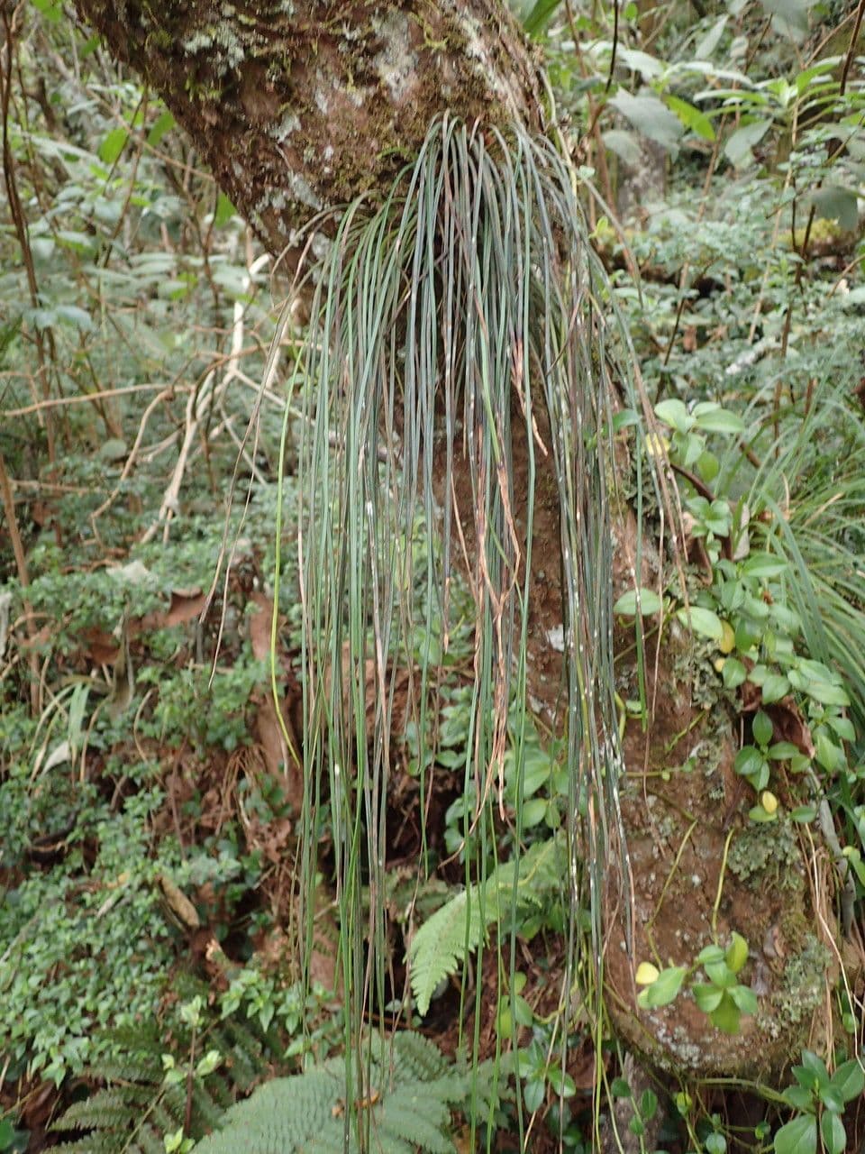 Vittaria 7