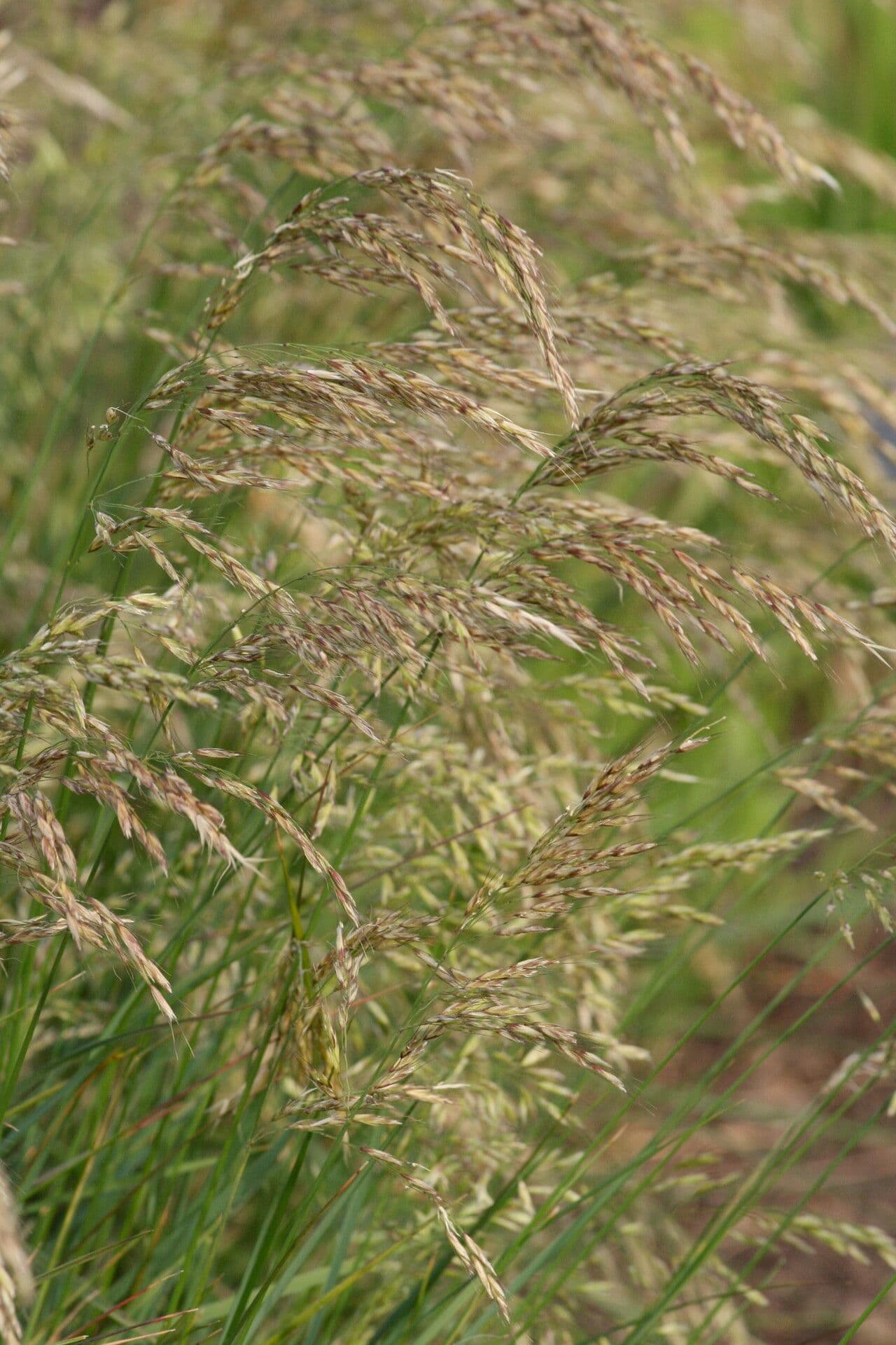 Helictotrichon