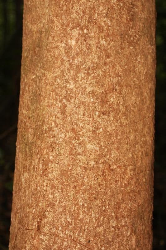 Hevea guianensis 4