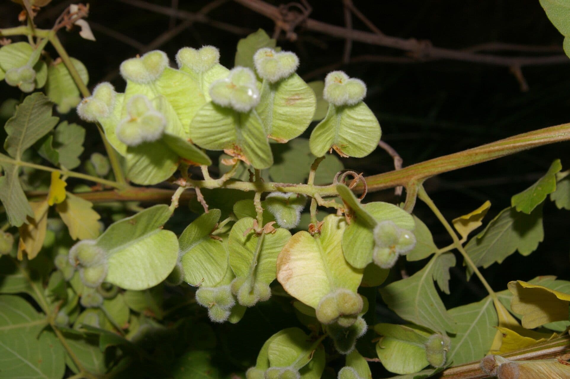 Serjania