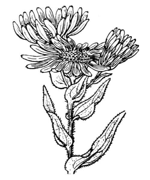 Pyrenäen-Aster 20
