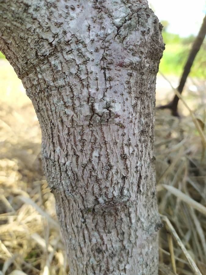 Cabbagetree 20