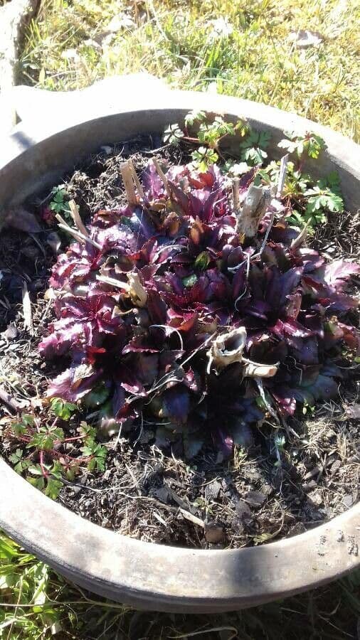 Lobelia cardinale 12