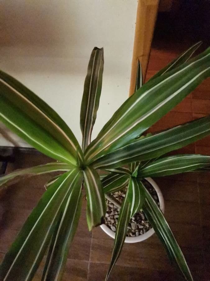 Dracaena