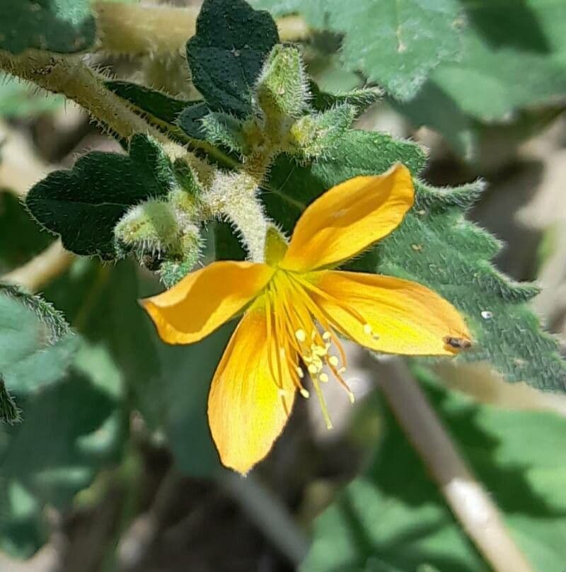 Mentzelia