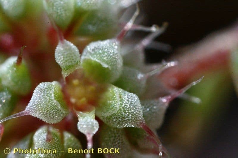 Chaetonychia 14