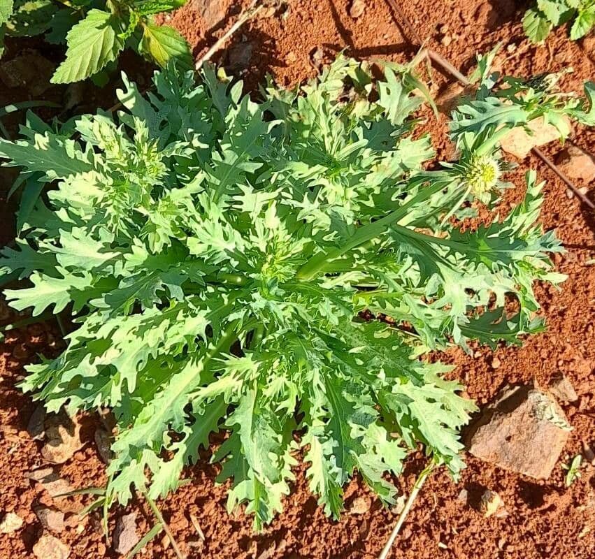 Acicarpha tribuloides 8