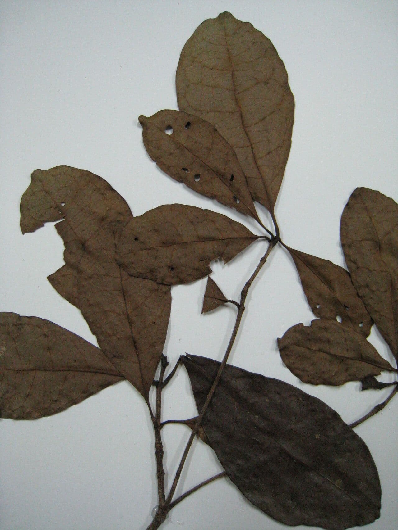 Byrsonima 10