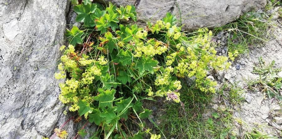 Alchemilla glabra 7