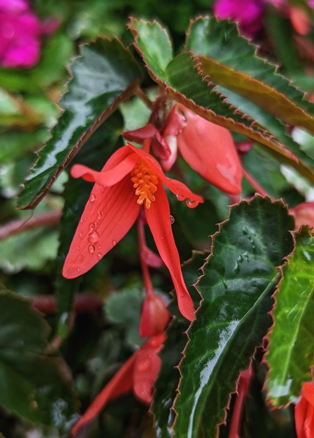 Begonia boliviana 4
