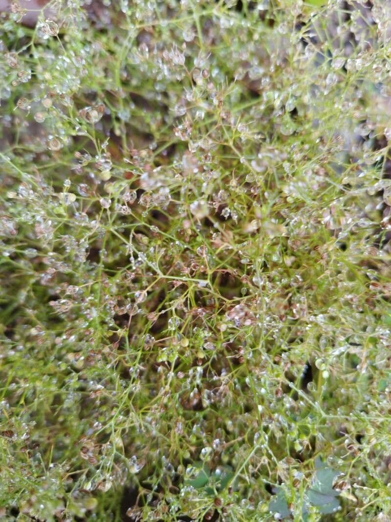 Gipsofila paniculada 20
