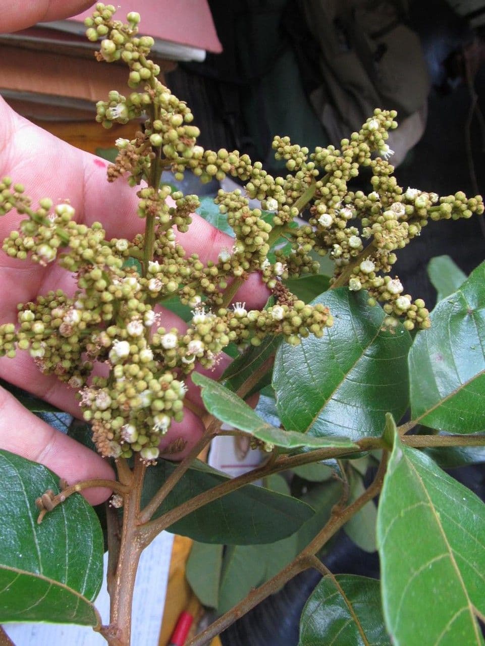 Cupania americká 17