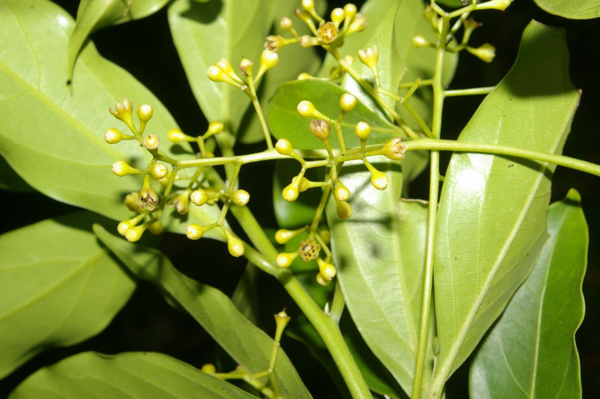 Ocotea 9