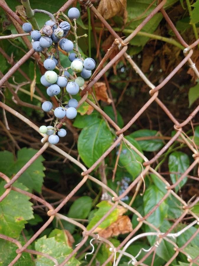 Fuchs-Weinrebe 10