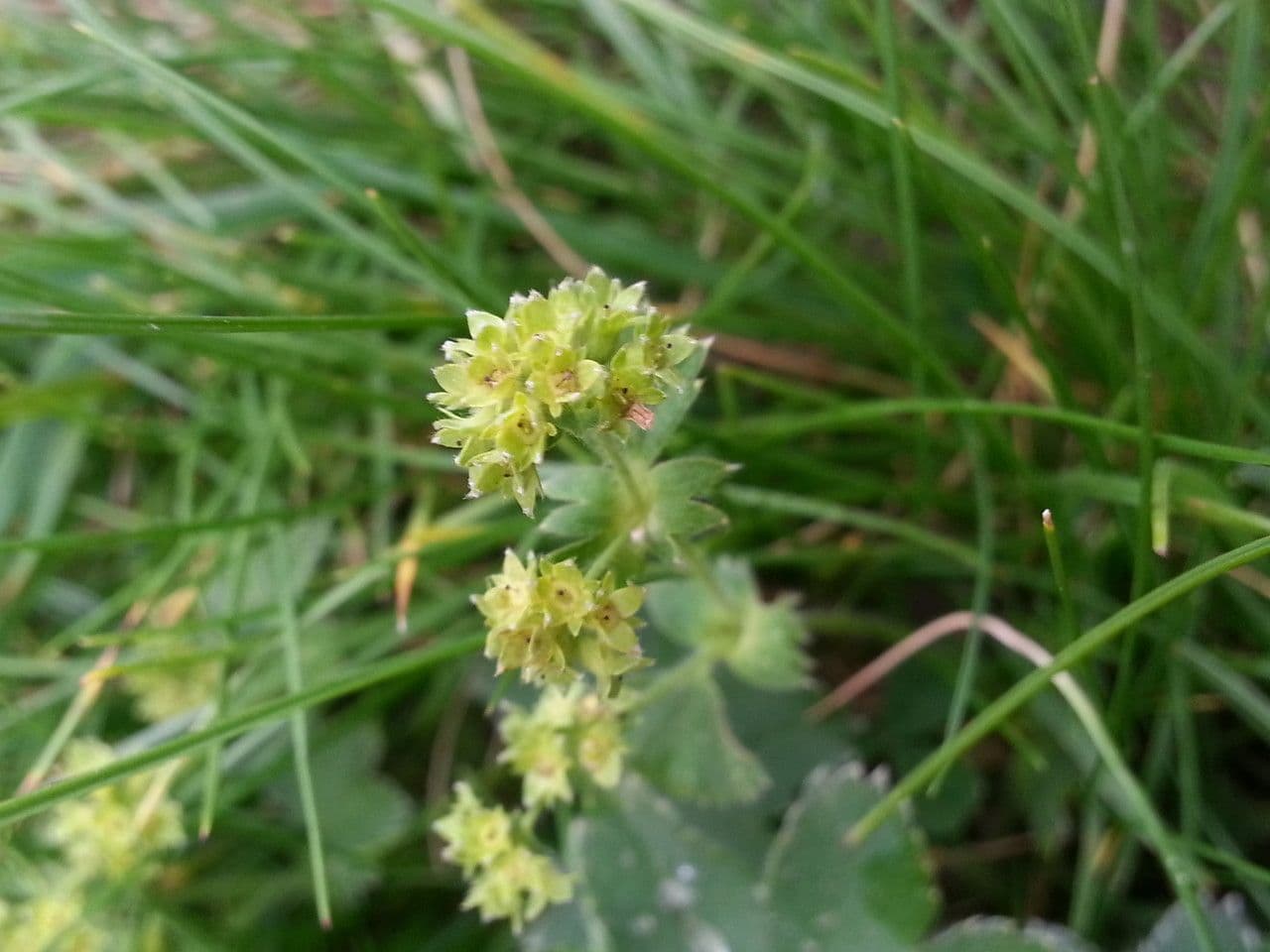 Alchemilla 2