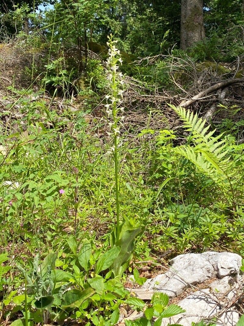 Zweiblättrige Waldhyazinthe 11