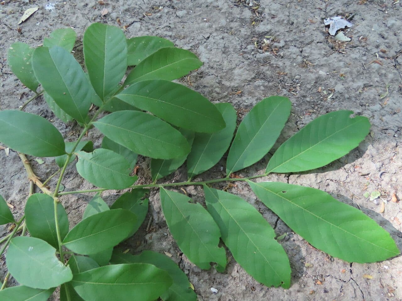 Cupania guatemalense 15