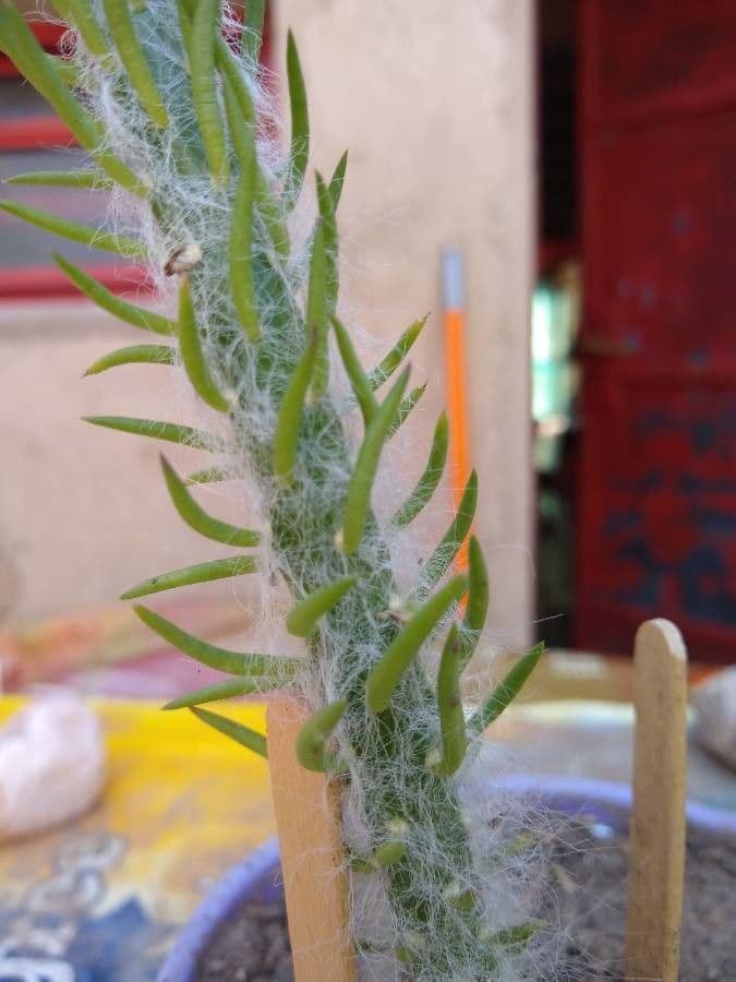 Austrocylindropuntia 6