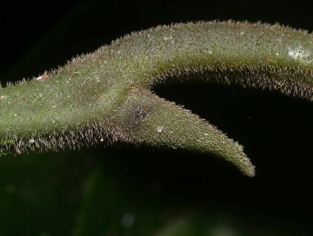 Sorocea 13