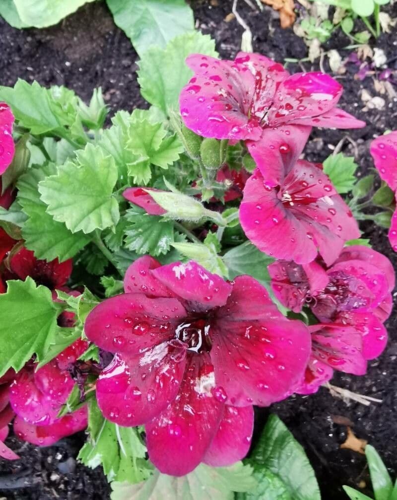 Pelargonio 15