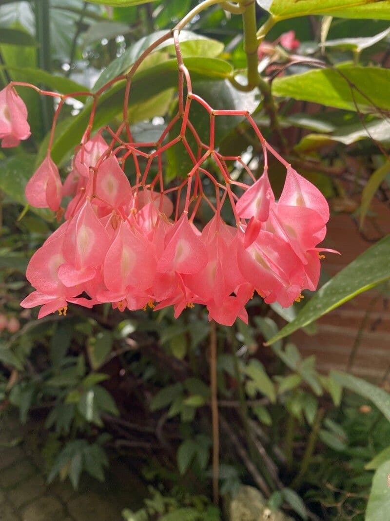 Begonia 18
