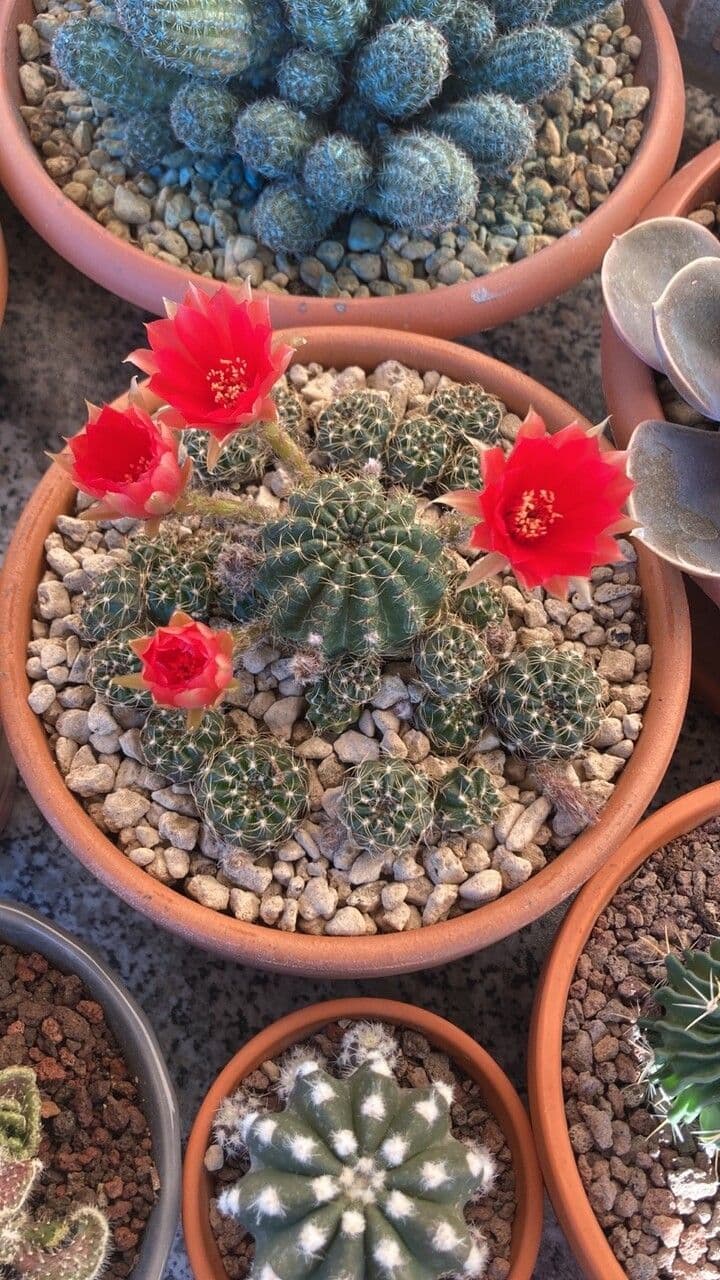 Lobivia arachnacantha