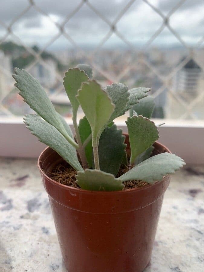 Kalanchoe 9
