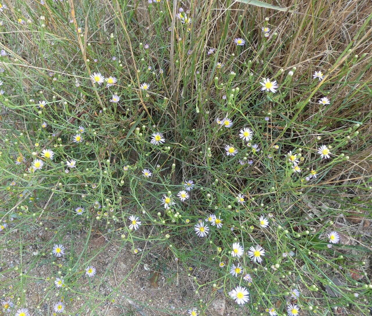 Aster solny 17
