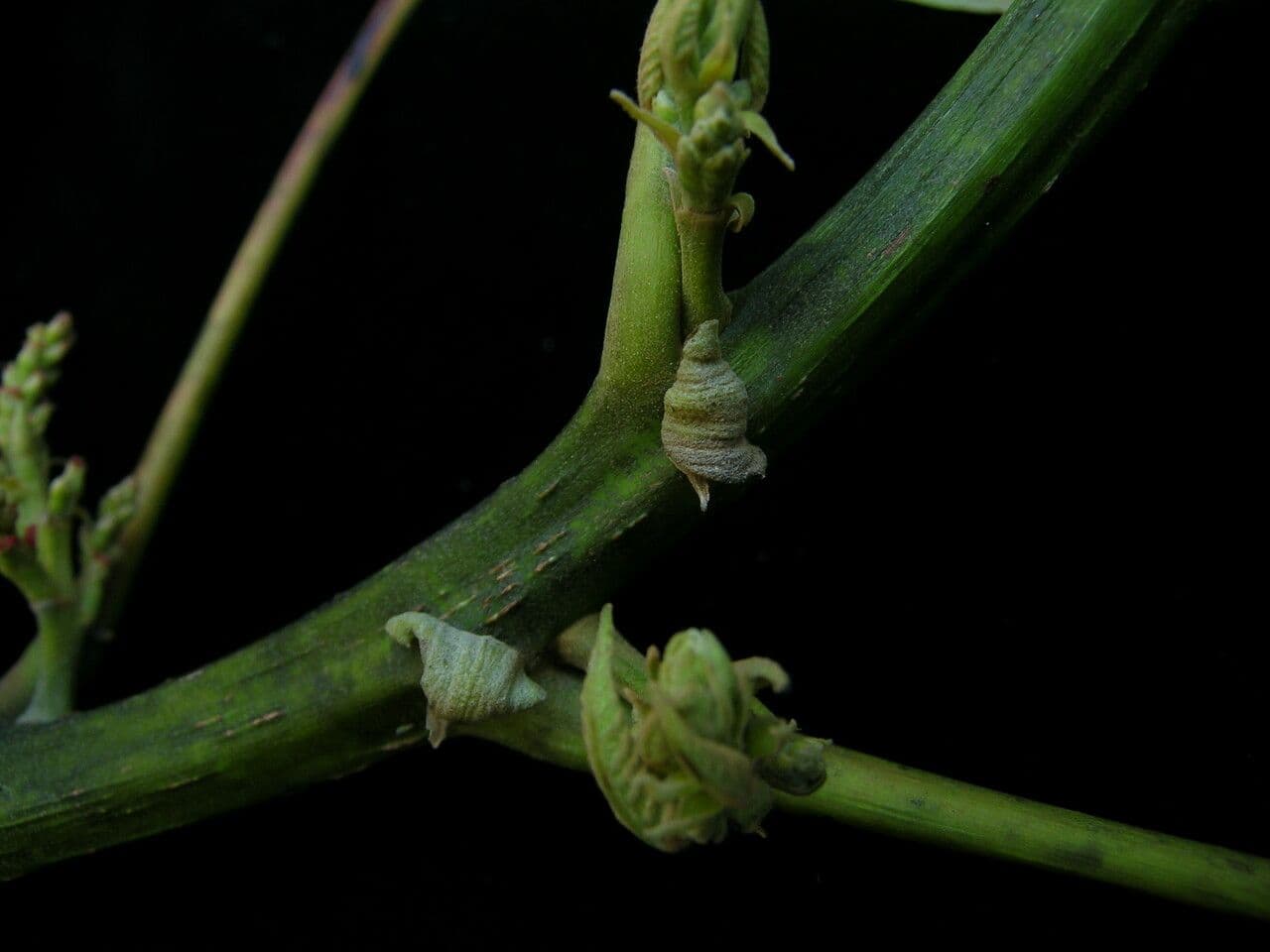 Makranga 2