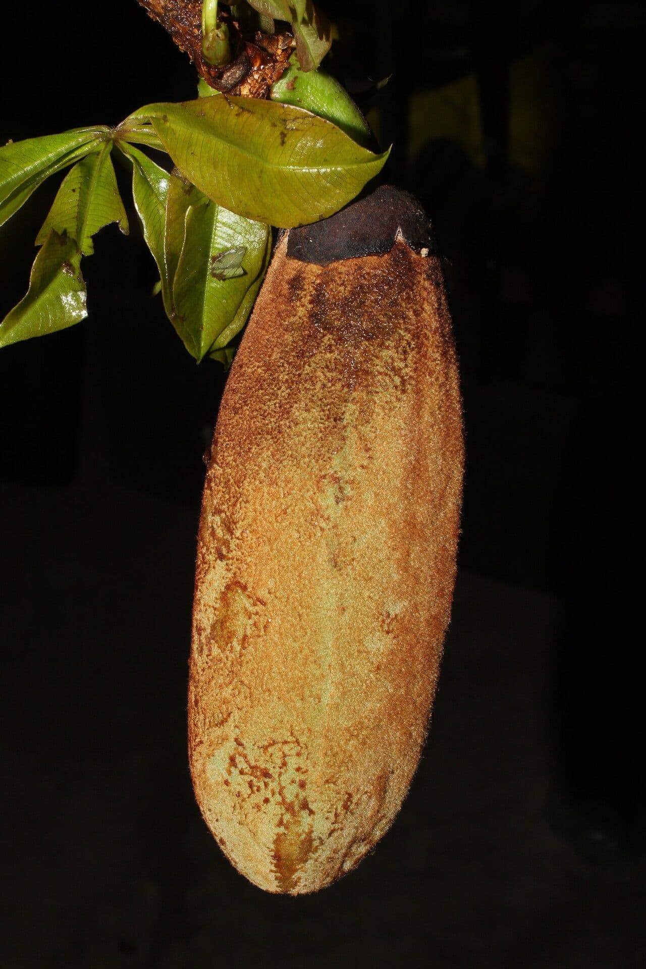 Spirotheca