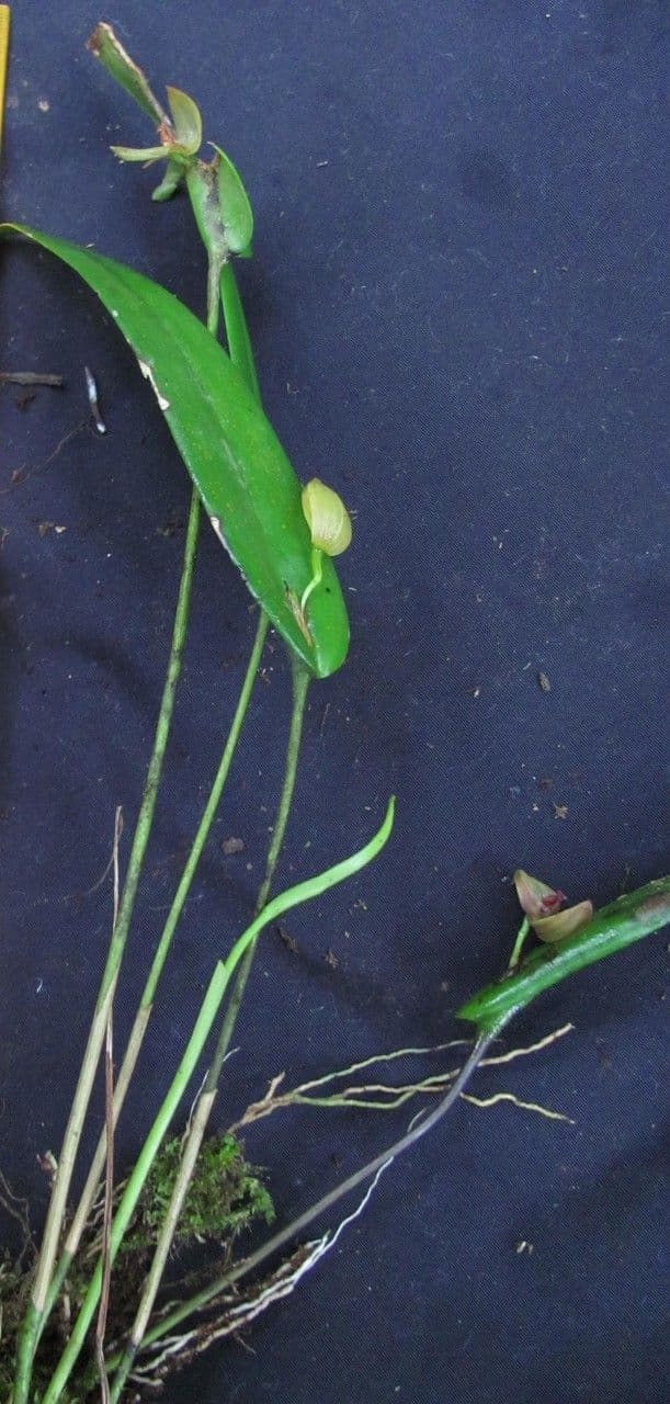 Tonduz' Pleurothallis 2