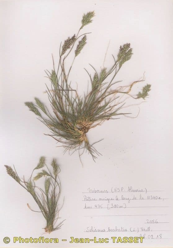 Arabian grass 5
