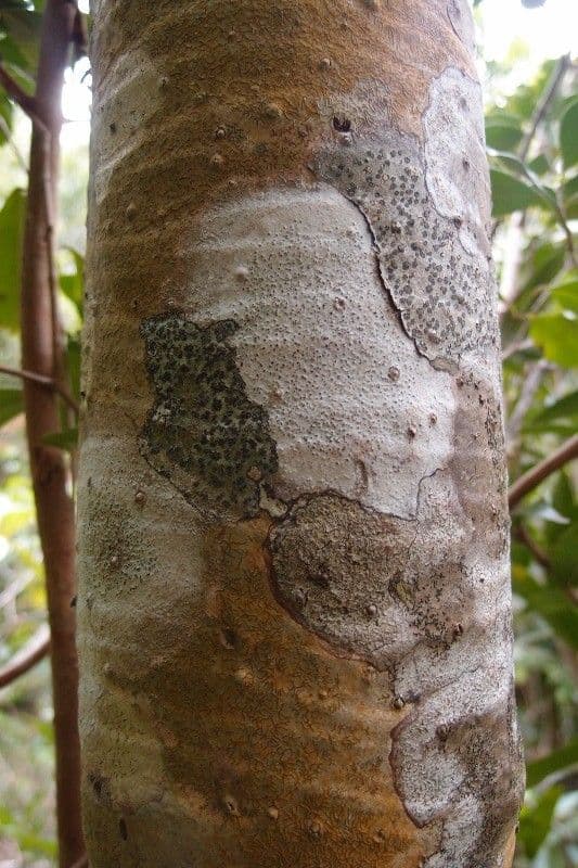 Pandanus 18