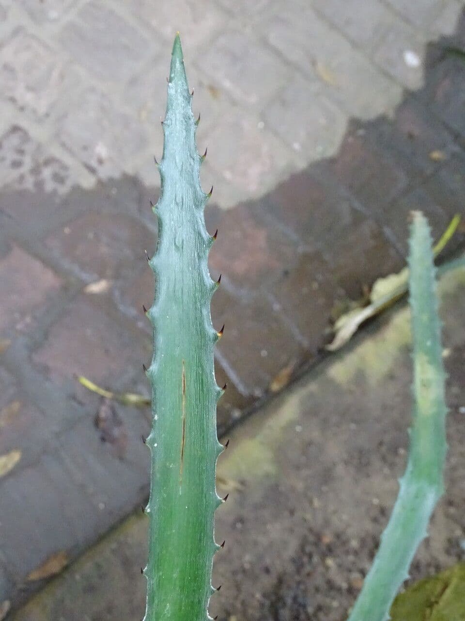 Bromelia
