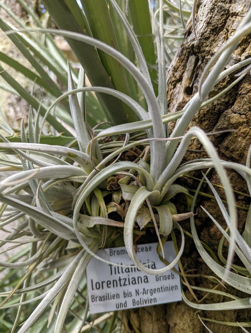 Tillandsia 6