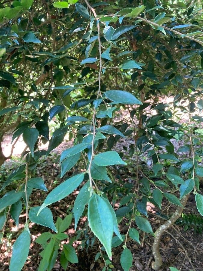 Camelia 2
