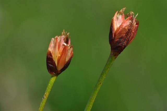 Jonc à trois fleurs 5