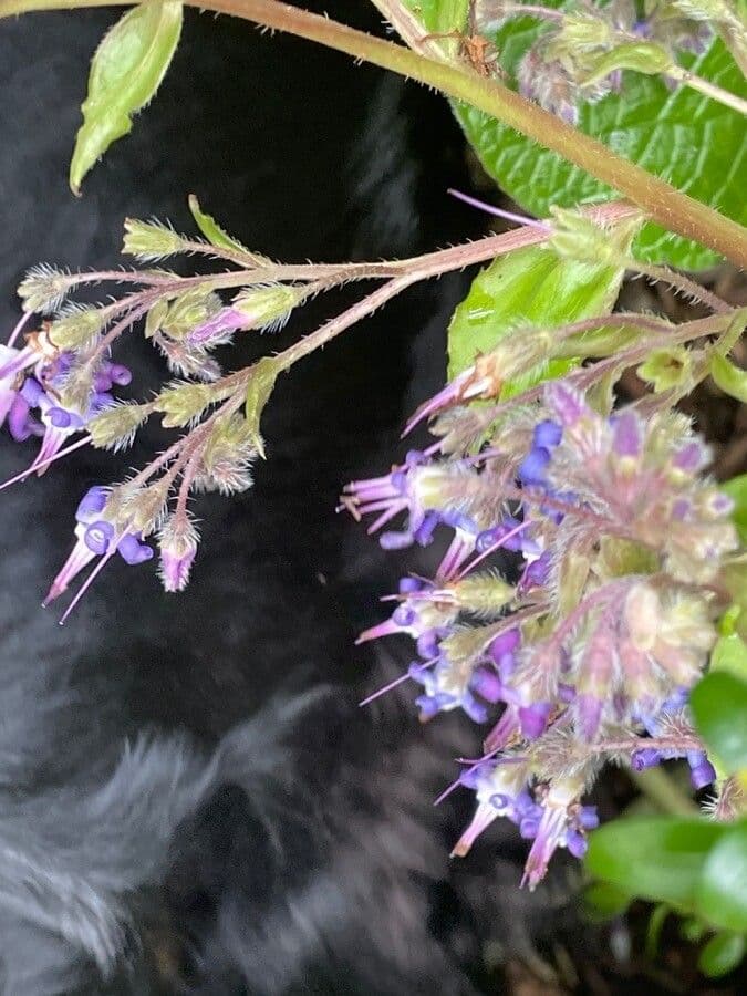 Trachystemon d'Orient 5