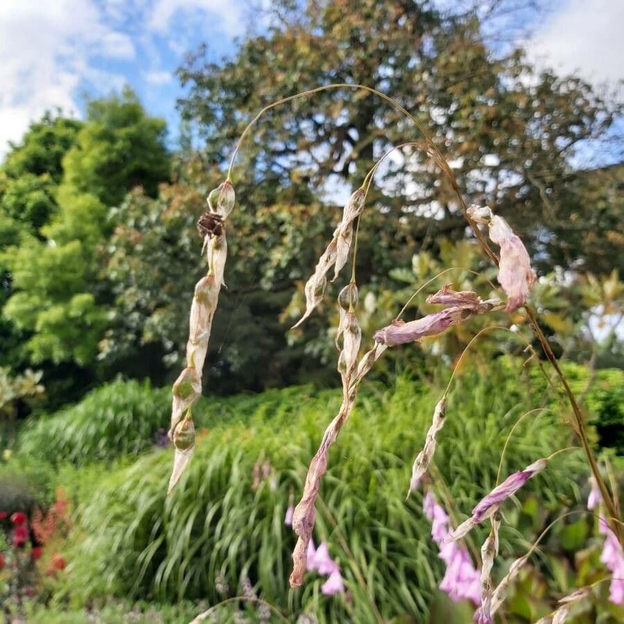 Dierama
