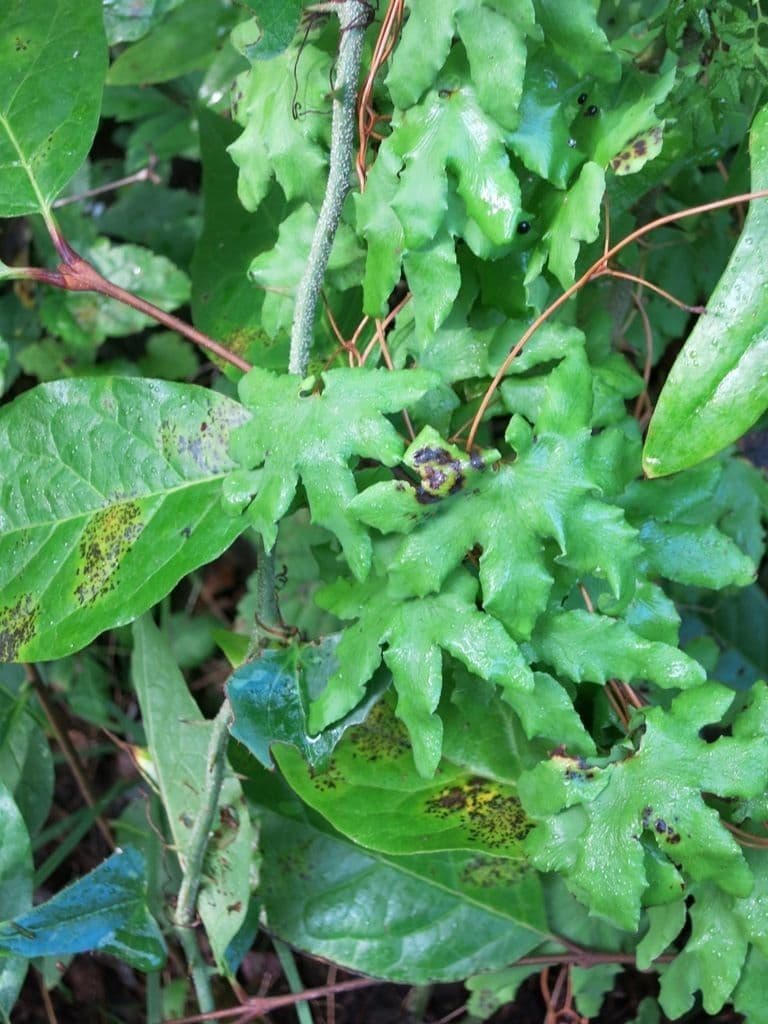 Lygodium palmato 7