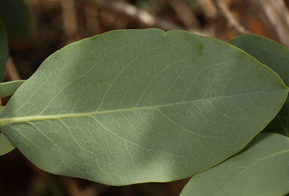 Dendromecon 11