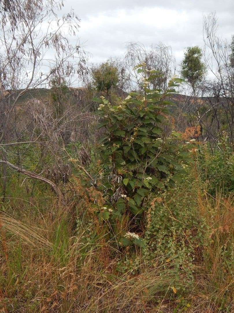 Commersonia bartramia 11